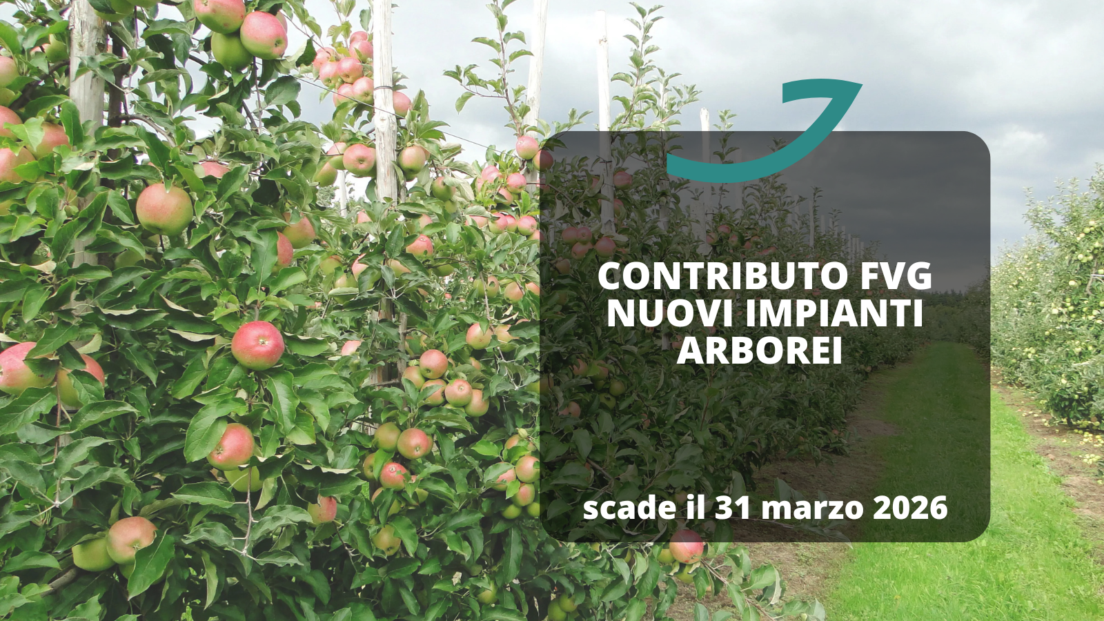 contributi impianti arborei